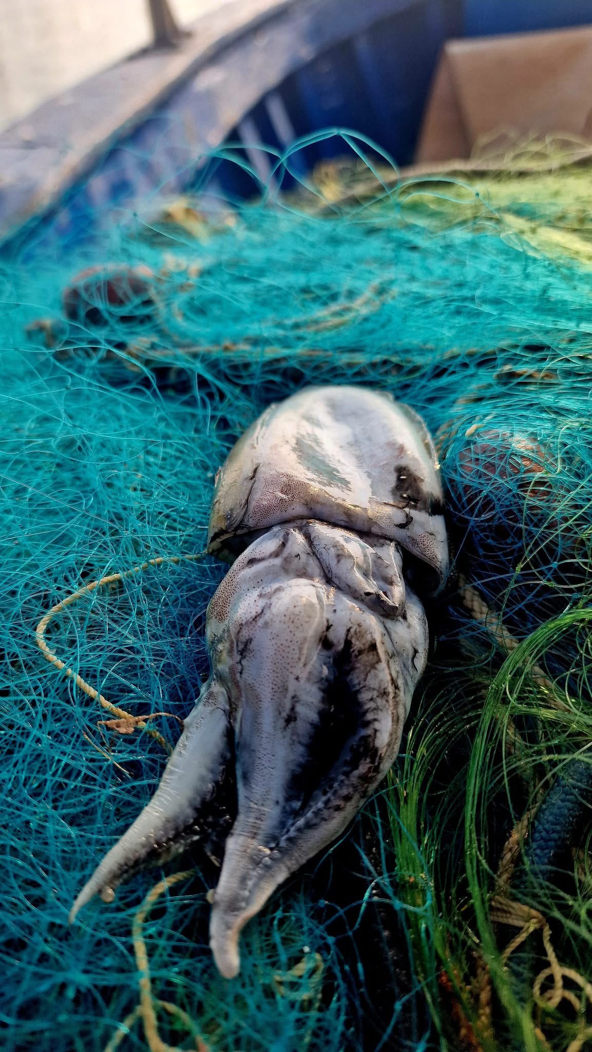 Le tecniche di pesca tramandate di generazione in generazione a Tropea